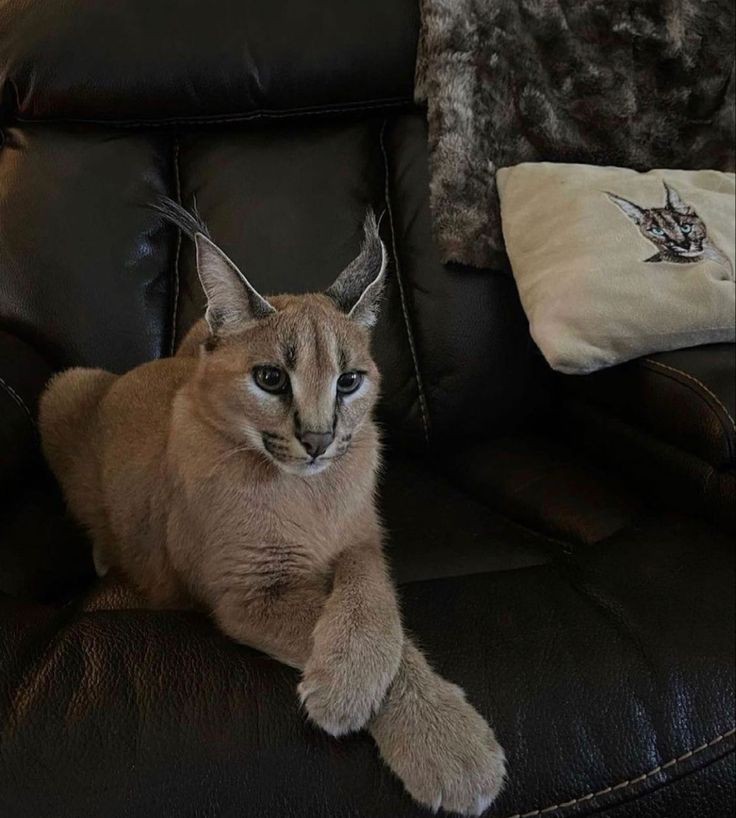CLUB_GATUNO's tweet photo. Vivan los Big Floppa carajo #gatos #floopa #BigFloppa https://t.co/hlGE1FyrXe