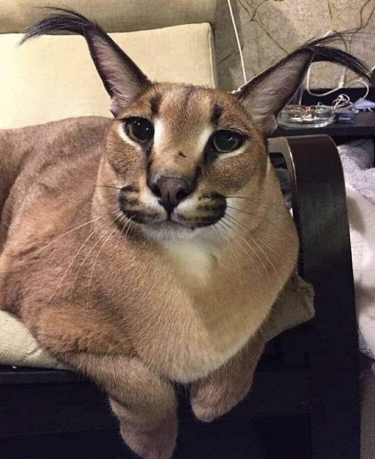 CLUB_GATUNO's tweet photo. Vivan los Big Floppa carajo #gatos #floopa #BigFloppa https://t.co/hlGE1FyrXe