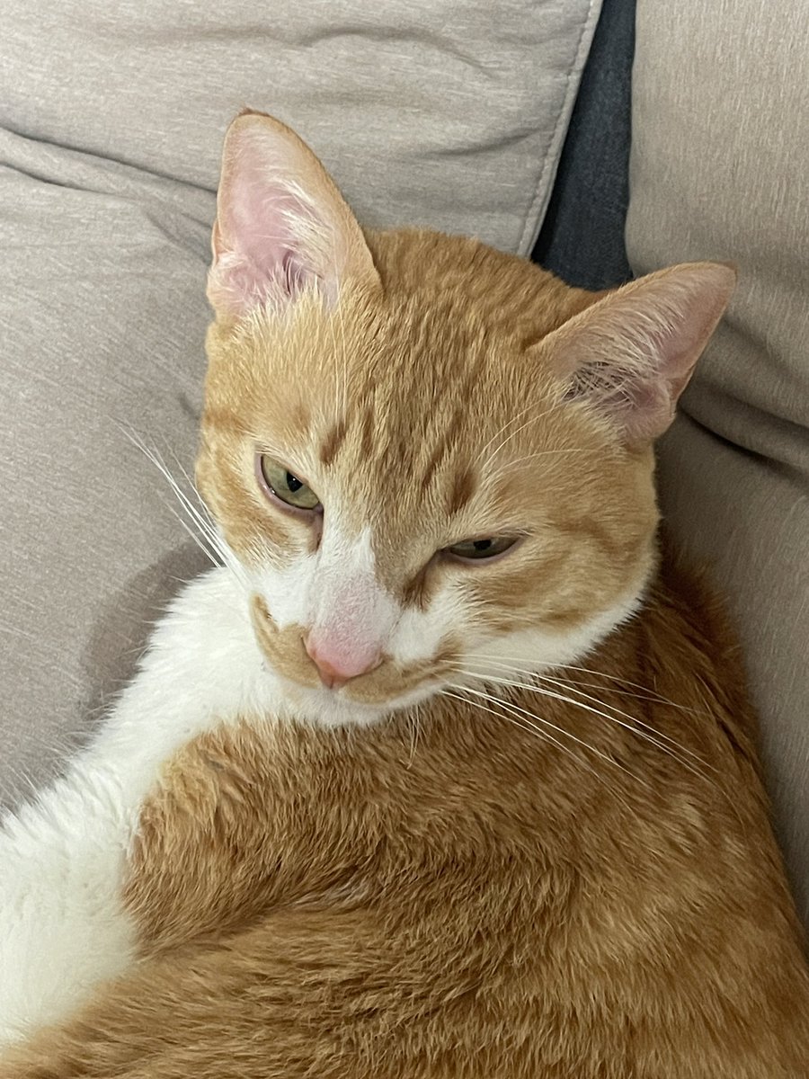 ddubicat's tweet photo. 자다가침을흘리다 https://t.co/A3BY2VrvoT