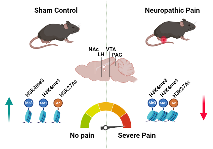 David Barker (@davidbarker_phd) on Twitter photo Our work with @Cate_cholamine by my all-star grad student Svetlana and Cate's all-star postdoc <a href="/JA_Balouek/">Julie-Anne Balouek</a> is finally in press:
onlinelibrary.wiley.com/doi/epdf/10.11β¦
We surveyed the limbic system in chronic pain and found that there was a general decrease in epigenetic modifications. Our work with @Cate_cholamine by my all-star grad student Svetlana and Cate's all-star postdoc <a href="/JA_Balouek/">Julie-Anne Balouek</a> is finally in press:
onlinelibrary.wiley.com/doi/epdf/10.11β¦
We surveyed the limbic system in chronic pain and found that there was a general decrease in epigenetic modifications.