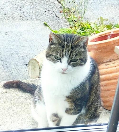 A male cat was lost on 11/11/2022 in Coolmine Park, #Blanchardstown lostandfoundpets.ie/gej9dt #lpie