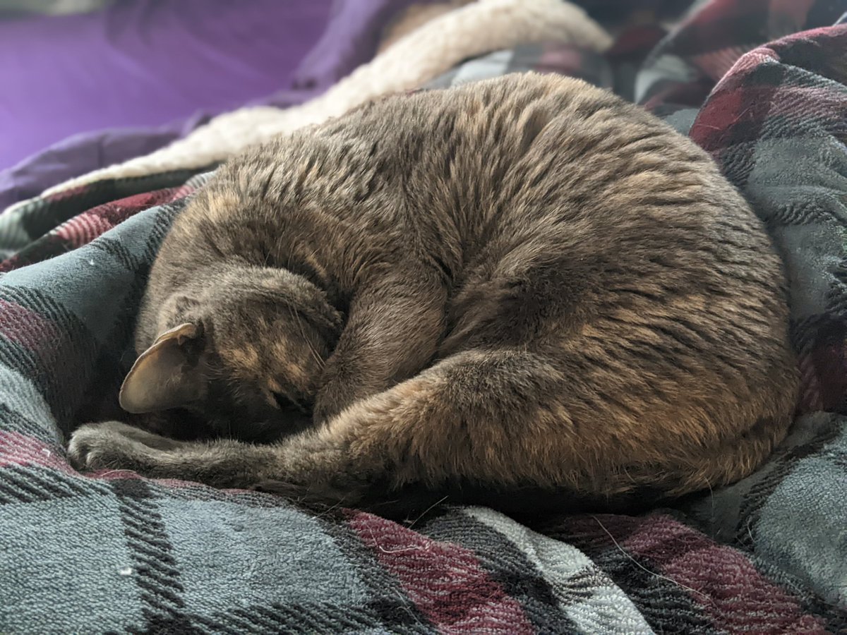 Sister Ash loves her fuzzy blanket.

#cats #blanket #catsoftwitter #naptime