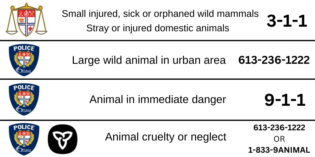 Ottawa By-law tweet media