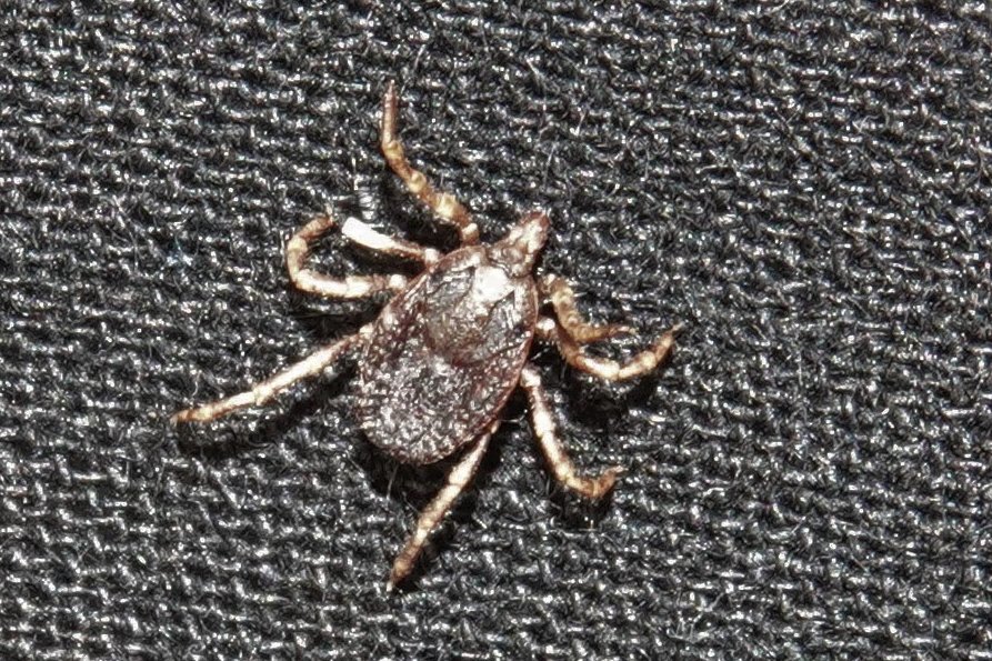 Acostumbrado al trasiego primaveral de garrapatas por la ropa, pero no a que me suban especies como esta. Se trata de #Hyalomma marginatum, responsable de la transmisión del virus #CrimeaCongo.
#garrapata