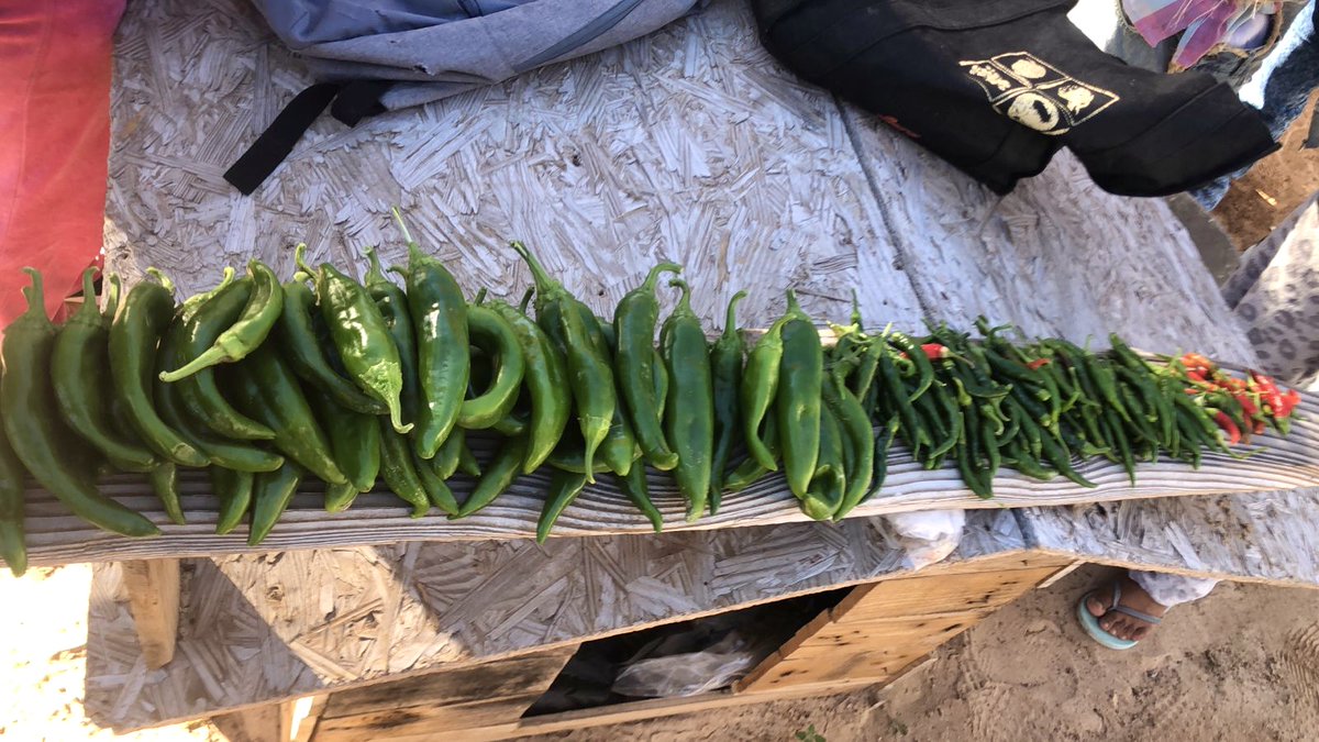 1MISSIONorg's tweet photo. Do you know our community in Puerto Peñasco has a vegetable garden? And the community puts hours and great work into it? 🥳🥬🥕

Here we share some pictures so you could get 
to know this amazing workshop! 🤩👏🏼 

#factwednesday #vegetablegarden https://t.co/CpDhSZUC22