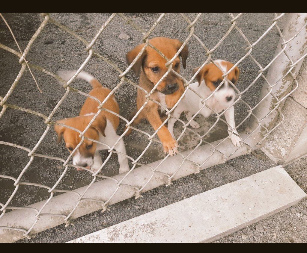 yumar19's tweet image. Buscamis papitos ayudame a tener una hogar.. Contactar a Luis al 6251-7066 ubicados en San Vicente. Bendiciones