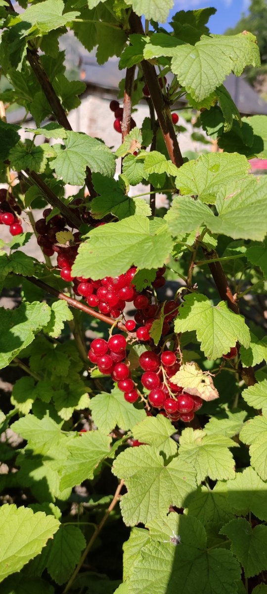 ruben_corella's tweet photo. #redberries #redfruits #frutosrojos #grosellas #fruta #nature #countrylife #cosecha #harvest #rurallife #redower #veganfood #frutosdelbosque #berries #health https://t.co/7Q3J1KxGiL