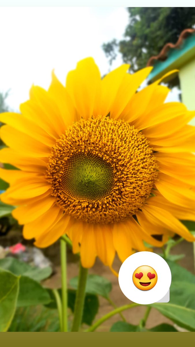 Angelcatillo10's tweet photo. Como me encanta los #Girasoles 
Tengo una gran obsesión con estas flores!😍😍😍🌻🌻🌻🌻
#sunflawer #Funday #sunset https://t.co/pt6V1yGf7I