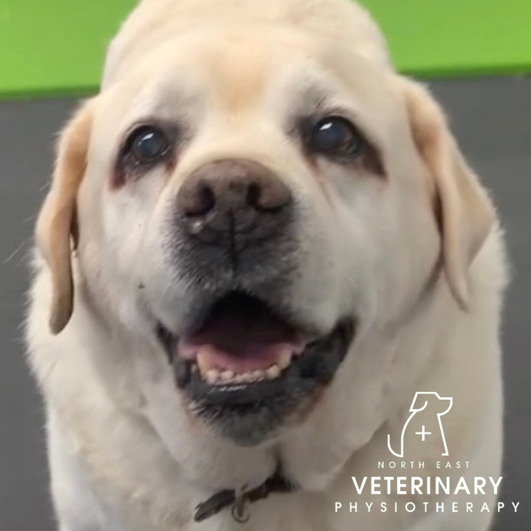 NorthEastVP's tweet photo. Bentley has joined us in clinic to help improve his mobility and overall function. After only 3 sessions of #exercisetherapy we can see his hind leg strength, functional movements and range of motion improving. #rehabillitation can be a long journey but a truly rewarding one also https://t.co/X8tjaVMOvR