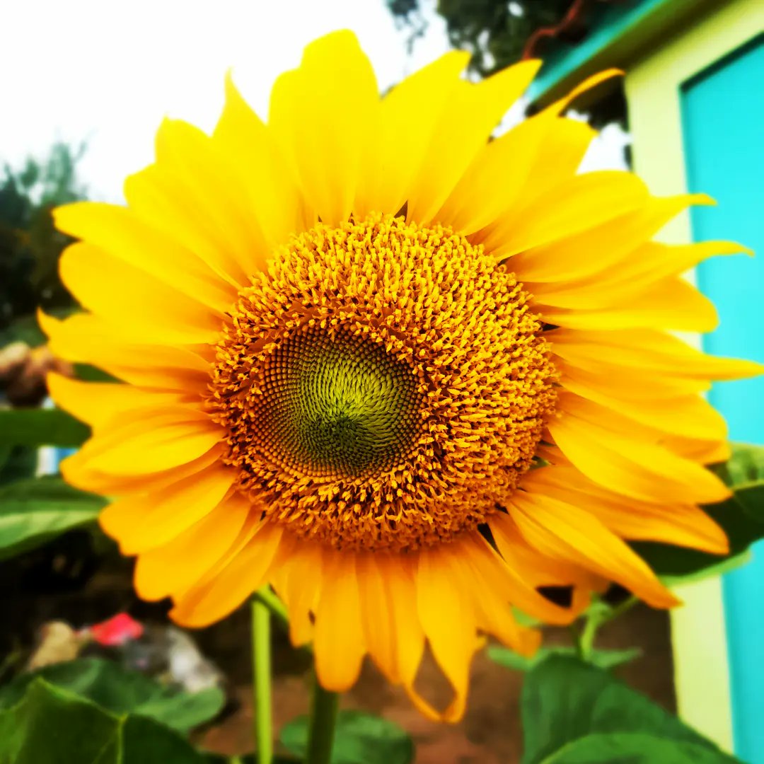 Angelcatillo10's tweet photo. Como me encanta los #Girasoles 
Tengo una gran obsesión con estas flores!😍😍😍🌻🌻🌻🌻
#sunflawer #Funday #sunset https://t.co/pt6V1yGf7I