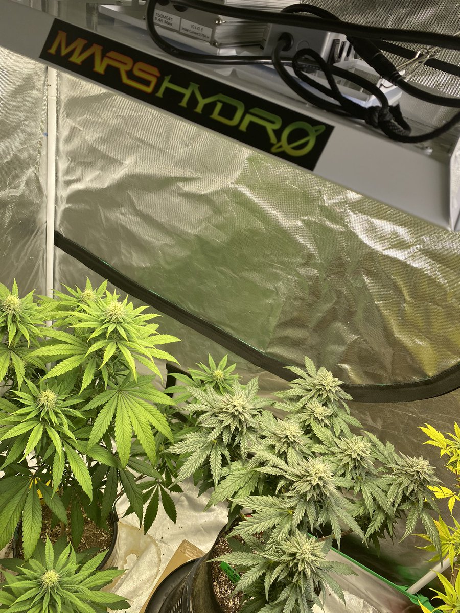 Cheluis1979's tweet photo. Underneath the @MarsHydroLight today. Everything coming along nicely. #growyourown #CannabisCommunity https://t.co/6a9F5tVKQA