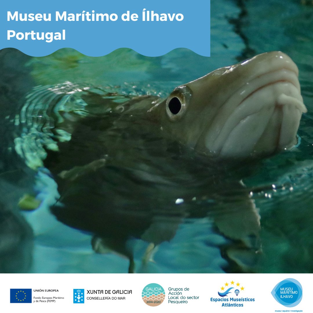 PasaporteRema's tweet photo. 🐟Un museo comprometido coa memoria do traballo no mar, a cultura, a identidade e o coidado do medio mariño. 

🐟Un museo comprometido con la memoria del trabajo en el mar, la cultura, la identidad y el cuidado del medio marino. 

#MuseumaritimodeIlhavo #Ilhavo #Portugal https://t.co/Fr2EDuFdes