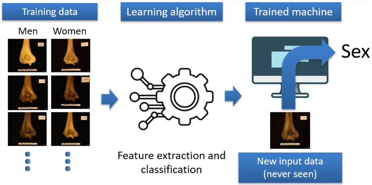 PabloMesejo's tweet photo. Our latest progress in biological profile estimation in #ForensicAnthropology using AI techniques has also been recently accepted. It's focused on employing #DeepLearning for sex estimation of adult individuals using 2D images of the humerus https://t.co/TNh0M68GQi https://t.co/CTpNtDR7df