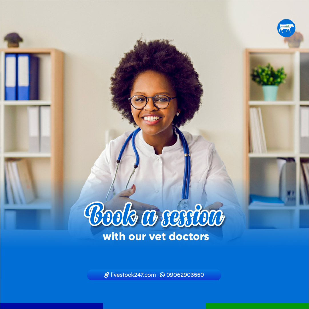 livestock247ng's tweet photo. Taking care of your livestock is made easy.
To schedule an appointment with our veterinarian, please call 09062903550.
#livestock247 #livestock #meat247 #farming #lagosmeatstore #lagosmeat #lagosfoodvendors #meatsharing #goatmeat https://t.co/15yfms3NBe