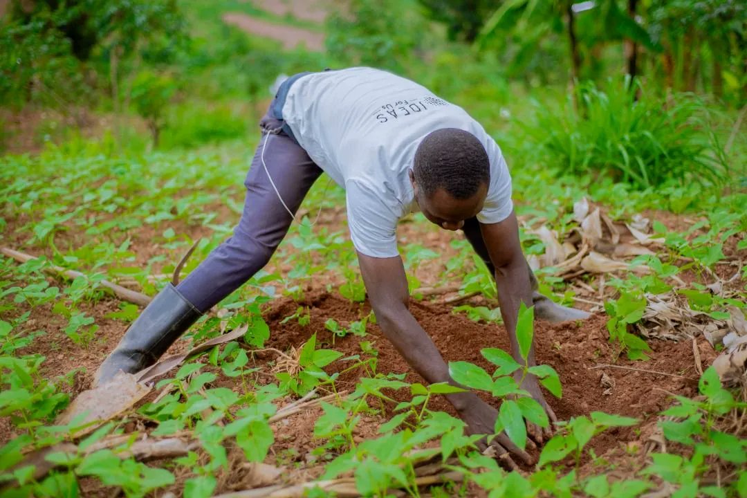 IDEAStweetsUs's tweet photo. For Rwanda #PlantATreeDay on September 30 of this year, our local #Rwandan branch leaders led 58 volunteers to plant 987 trees in the Northern province, Rulindo District. 🌍  Trees enrich our lives! Many thanks to @onetreeplanted for making this planting possible! 🌳

#lifeonland https://t.co/x459jkeGzG