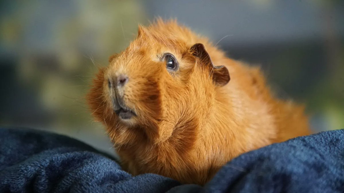 Did you know that Guinea pigs perform a mating dance called rumble strutting?

 They shift their weight for side to side while circling a mate and make a rumbling sound! 
This dance can also be used when establishing dominance within a group.  
#OlgaDaPolga