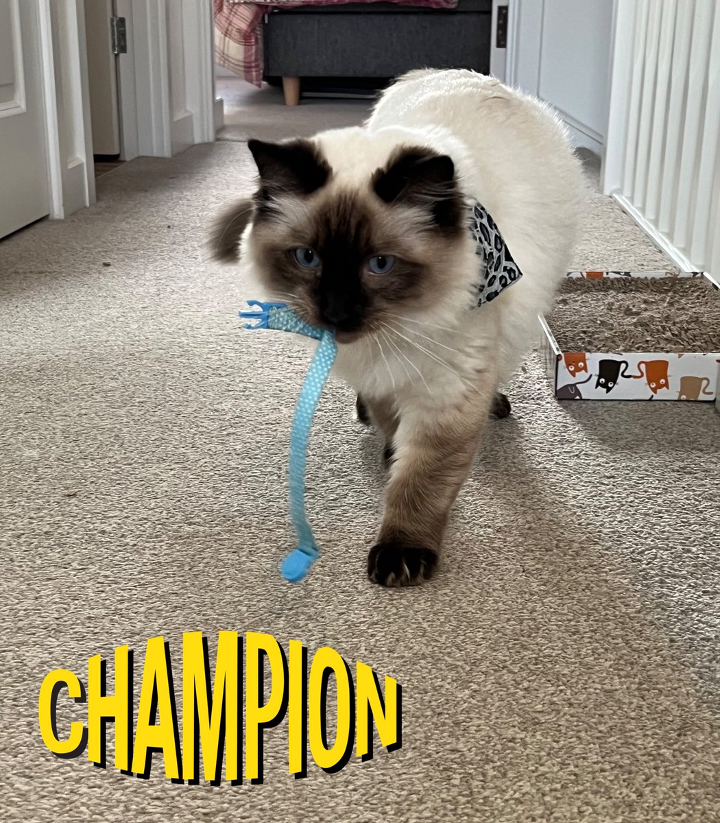 CatkinsMaverick's tweet photo. Gots my new ‘big cat’ collar &amp; first bandana on todays… means old kitten collar must die!! Mwah ha ha ha!
#maverick #catnotpilot #CatsofTwittter #firstbandana #kittystyle #newtoytodestroy 🐾🐾 https://t.co/MVHDmkfUoy