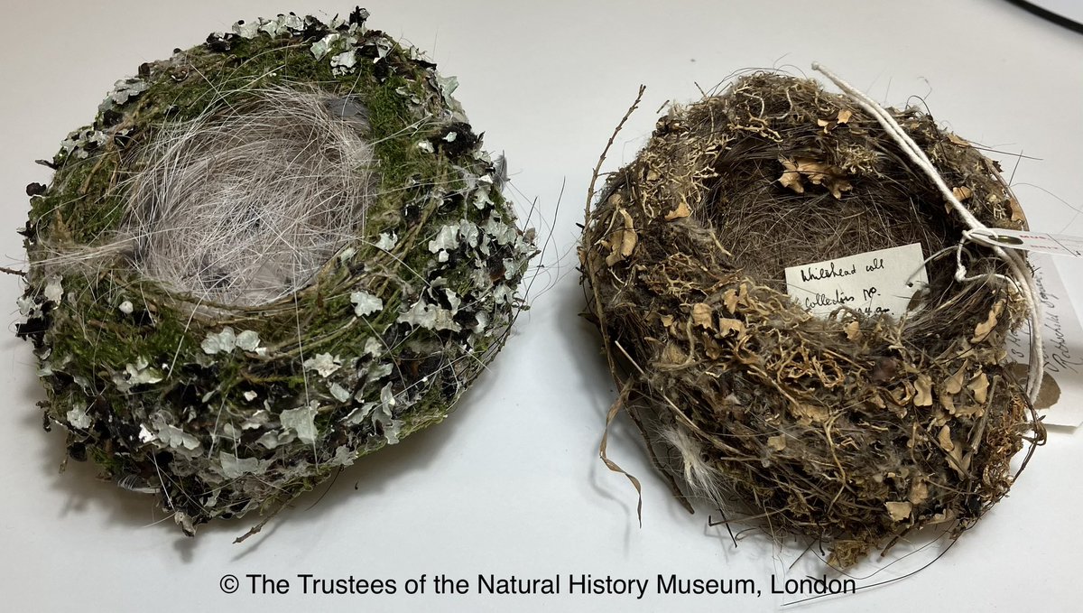 Many nests change colour dramatically over time. Two Chaffinch nests in the collection. The one of the left was collected in Inverness in 2020 whilst the one on the right was collected 139 years before from Kent in May of 1881 #ornithology #museum #nests