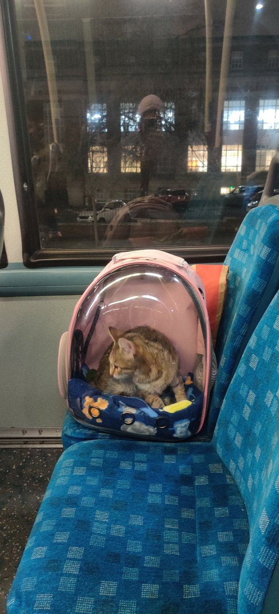 chroniclecats's tweet photo. @CatWorkers Evening commute here 🐾 https://t.co/LuwGtKncpj