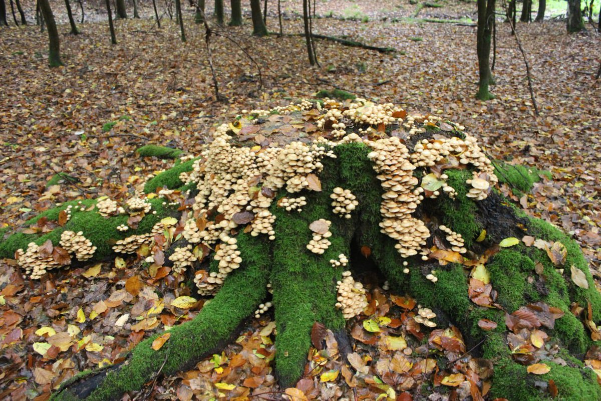 Myzelika tweet media