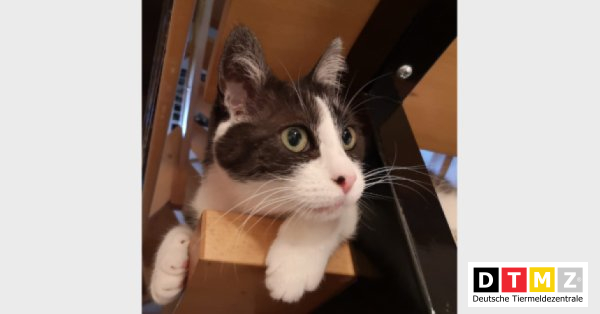 bogdanowskyru's tweet photo. #Suchmeldungen #Kater #entlaufen #EKH 17.11.2022 - Kater Felix entlaufen in 57258 Freudenberg https://t.co/GPT7cWIfKs https://t.co/AxyEICPaCG