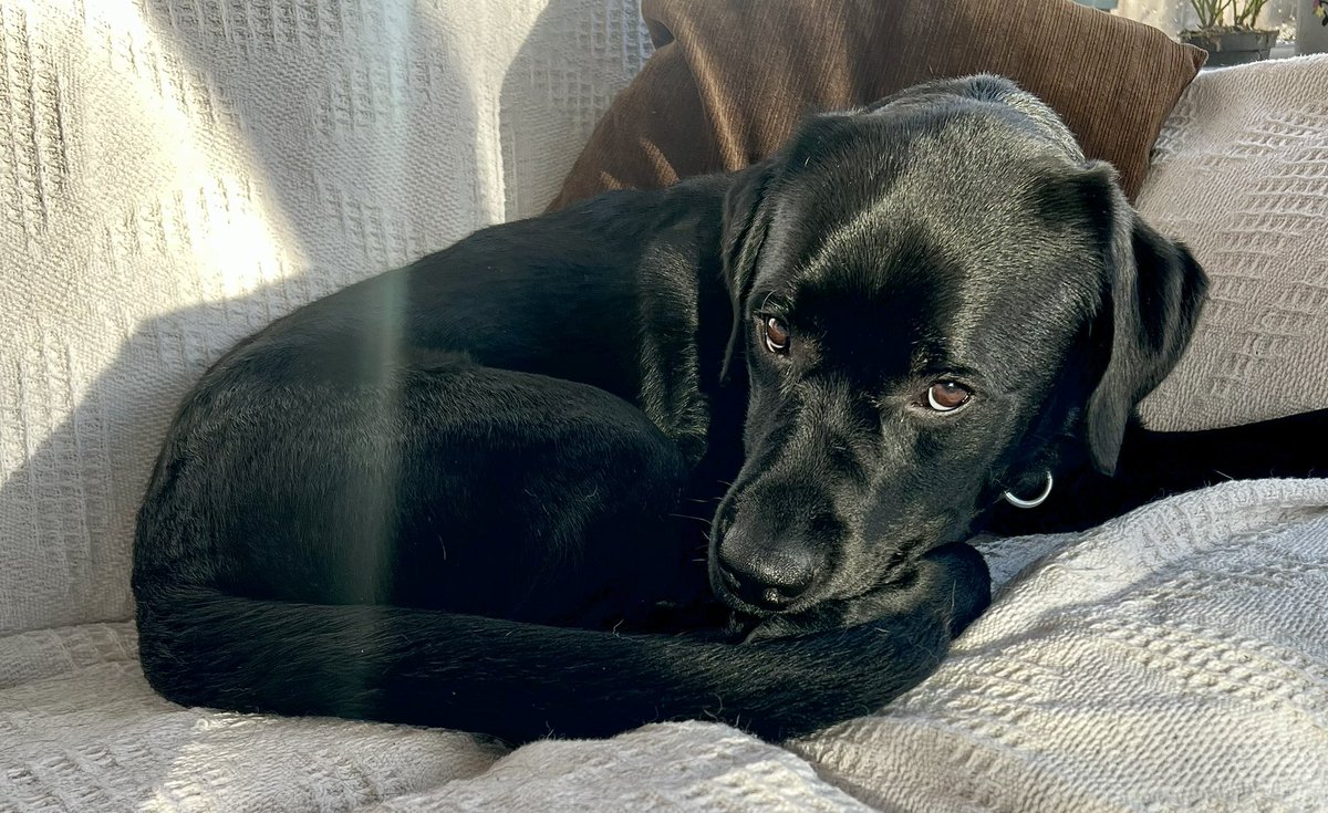 dogie_the's tweet photo. I was definabley here firsts todays, now smol sun puddling snoozle #zzz #itsadogslife #dogsonsofas #wakemeupatteatime https://t.co/s9miMVpuYc