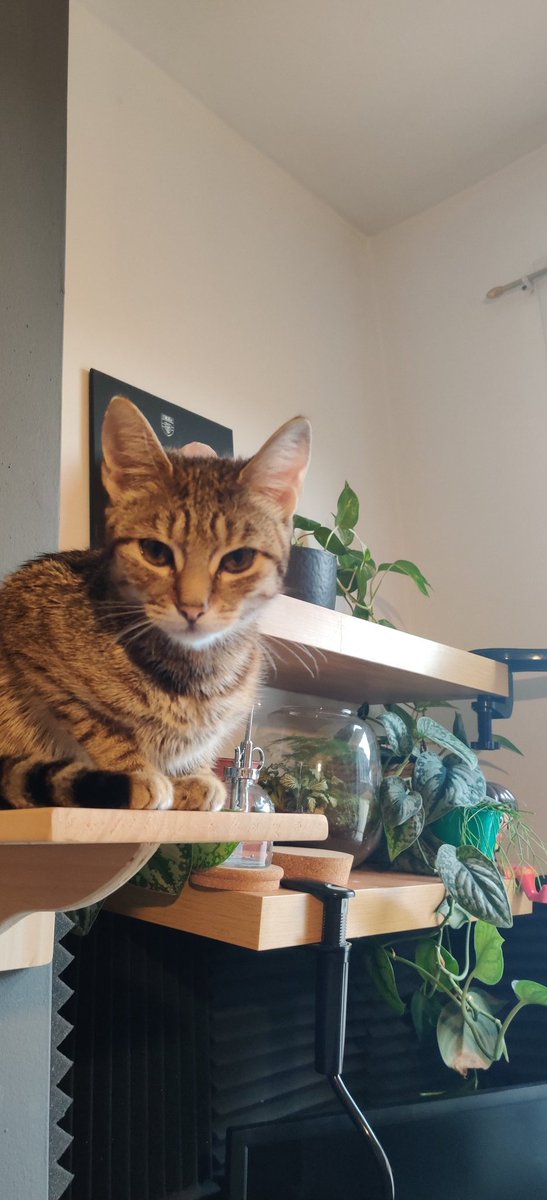 chroniclecats's tweet photo. @elonmusk Elon, there's only one answer: cats 🐾 https://t.co/LV3S1xEZWW