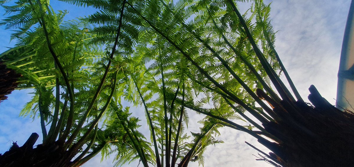 DavidCNurseries's tweet photo. Our #TreeFerns (Dicksonia antartica) are looking truely #tropical on the cold #November day. Permanent homes needed. These specimens would make a superb focal point in any #garden Prices start at £155 for 2ft to £620 for 6ft+. Young plants from £26.50.  https://t.co/OTSU32ZHtm https://t.co/hosZIk0Unq