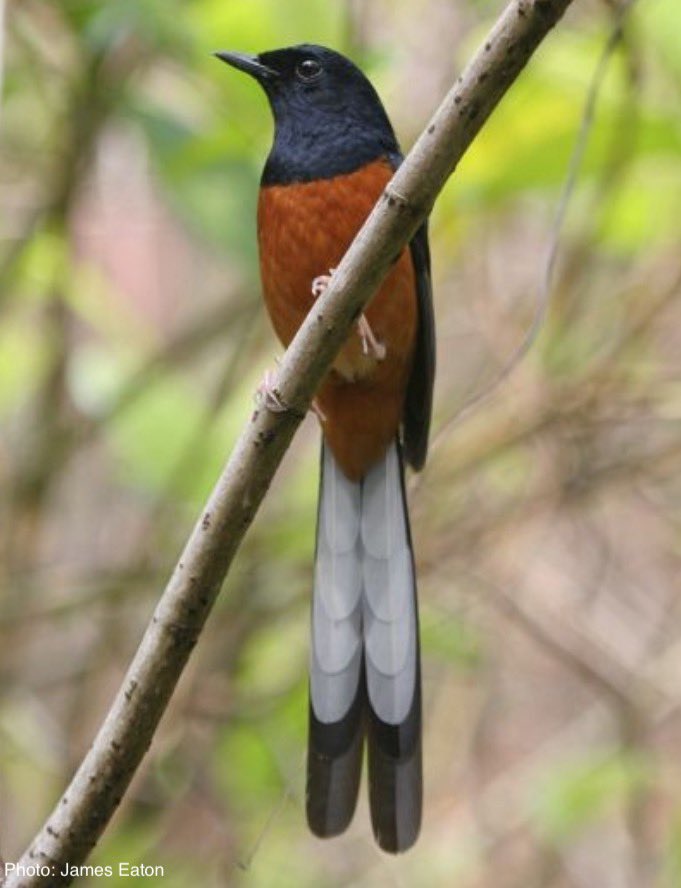 For the first time in over a decade, #CITESCoP19 saw two #songbird species considered for up/listing in the CITES Appendices: Straw-headed Bulbul from Appendix II to I and White-rumped Shama for Appendix II. Both adopted by consensus, with strong support from Asia and others