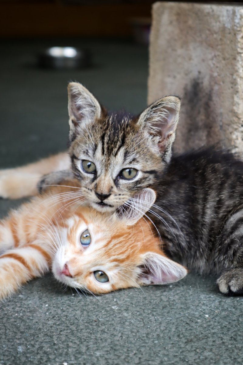 Random Kitties tweet media