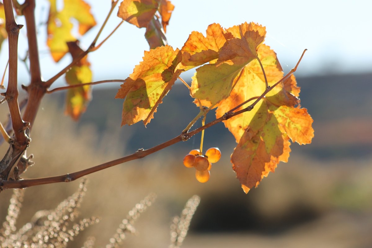 Resquicios de la vendimia...🍇

En un día soleado las uvas que resisten tras la vendimia dejan traslucir los rayos de luz transformando su color en un tono ambar 🌄☀️💛✨

#labrandounfuturojuntos #SanAsensio #enoturismo #BodegaSanCebrín
