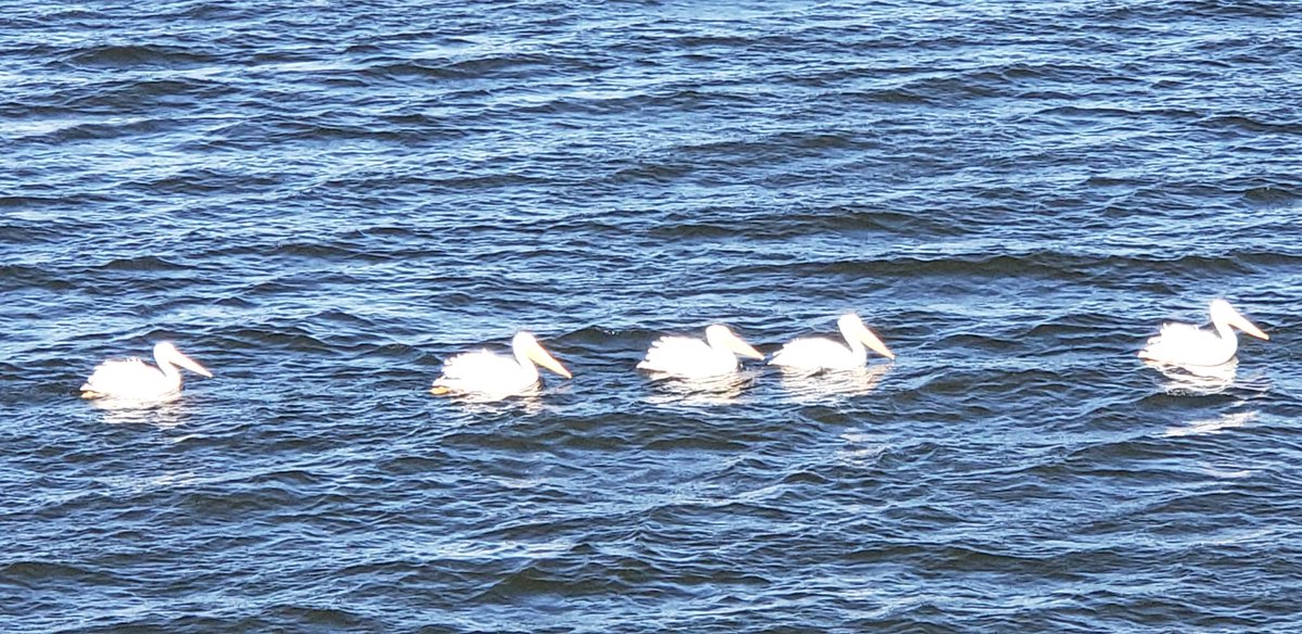 PeoplesAnthony's tweet photo. Here in Central Illinois, we're not the only ones enjoying the warm temperatures this #Thanksgiving week!
I'm so happy the #pelicans are sticking around #LakeDecatur!
#ILwx https://t.co/rLUnrTkjTd