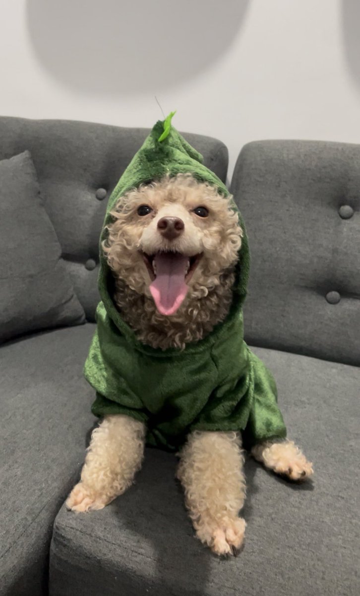 keleyopoleng's tweet photo. Atom - Half Poodle / Half Dinosaur https://t.co/unMuE9QmKl