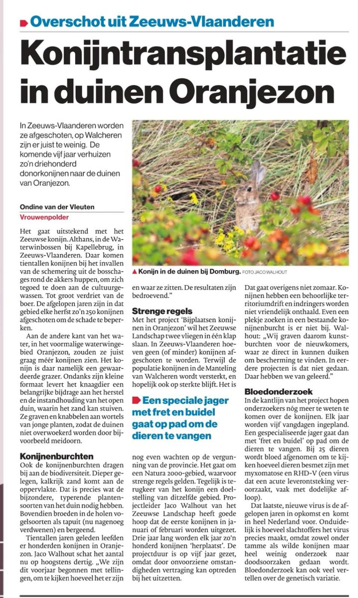 Konijnen moeten ons gaan helpen bij de begrazing in de duinen van #Oranjezon.