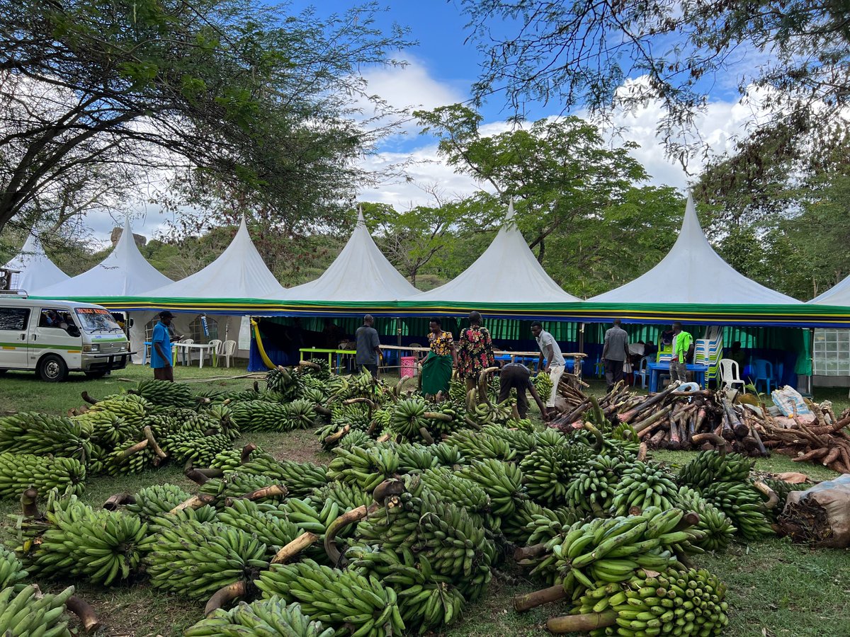 ViAgroforestry's tweet photo. "Are you ready for this year's #AgroforestrySymposium
Join us, starting tomorrow 24 to 26th November in Musoma,Tanzania. This year's theme is "Biodiversity for improved food security and livelihoods" 
We look forward to hosting you all! 
Entry is Free!
See you there  #KilimoMseto https://t.co/8uWefOgFVl