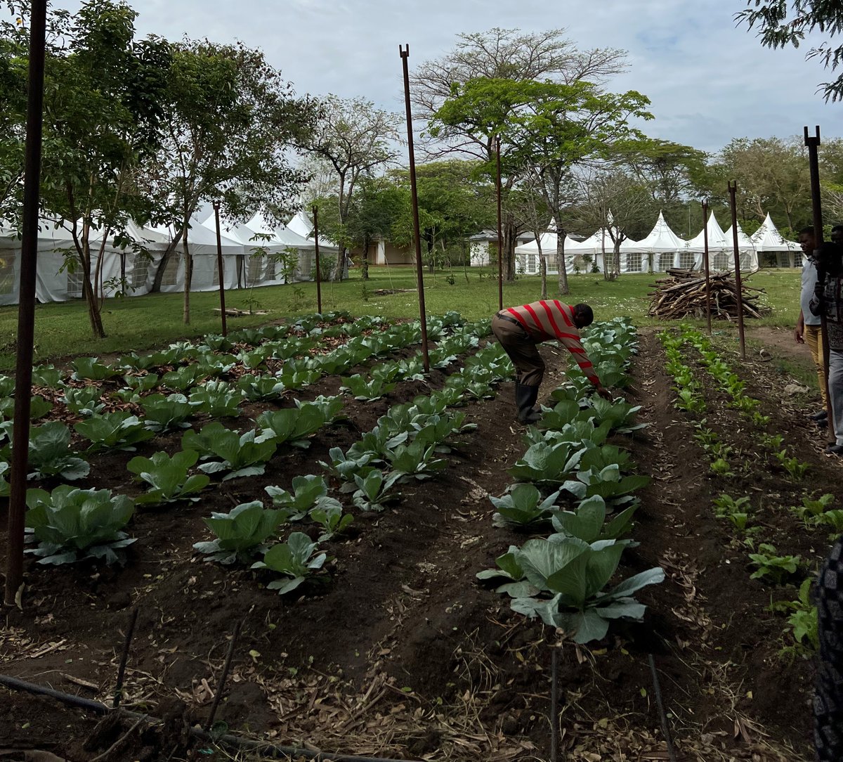 ViAgroforestry's tweet photo. "Are you ready for this year's #AgroforestrySymposium
Join us, starting tomorrow 24 to 26th November in Musoma,Tanzania. This year's theme is "Biodiversity for improved food security and livelihoods" 
We look forward to hosting you all! 
Entry is Free!
See you there  #KilimoMseto https://t.co/8uWefOgFVl
