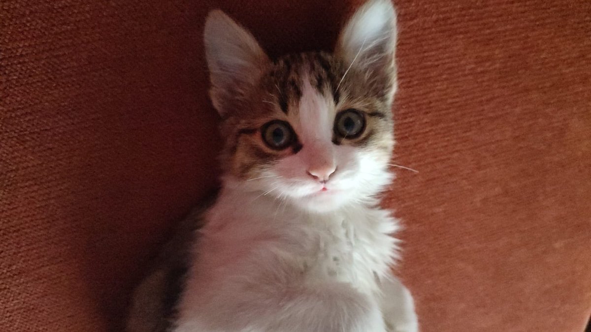 astronotYestir's tweet photo. Bu garibe sokakta çocuklar eziyet ediyordu, bıyıklarını falan kesmişler 🥺 arkadaş ellerinden kurtardı, ama yuva bulması lazım. Ona ömürlük sahip çıkacak, zamanı gelince kısırlaştıracak, camında kedi teli olan kısaca bir can sorumluluğunu alabilecek bir yuva arıyoruz 🙏🥺 BURSA https://t.co/fgpY64UaXT