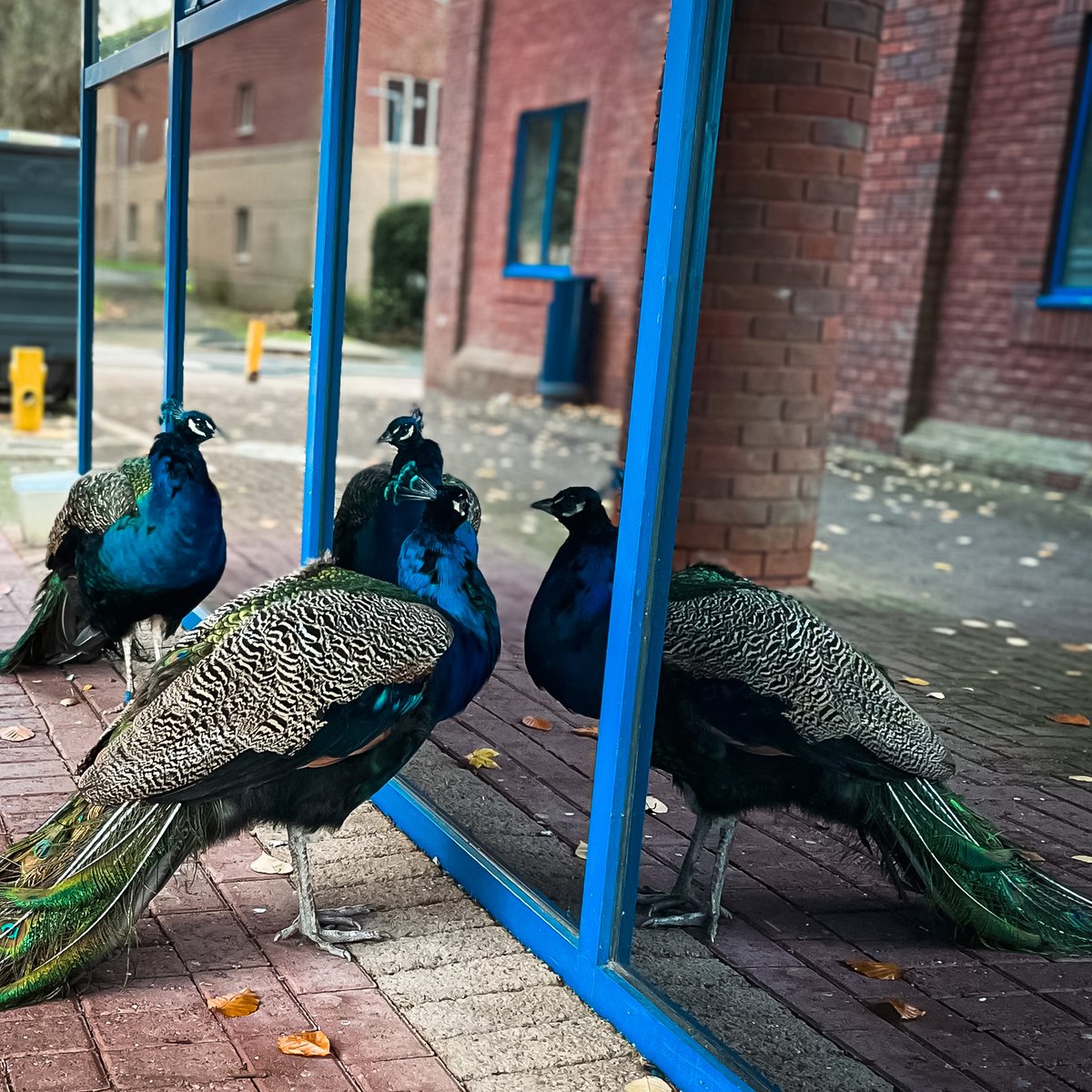 wlv_uni's tweet photo. Nothing to see here, just a picture of the Telford Campus peacocks admiring their own reflections 🦚 https://t.co/GgBiAWrRdt