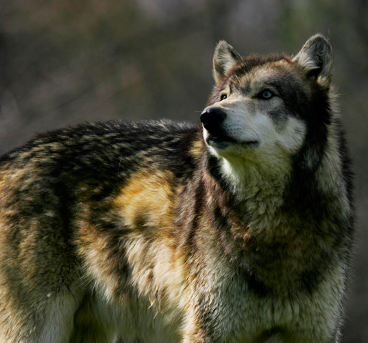 LaughingWolfOne tweet media