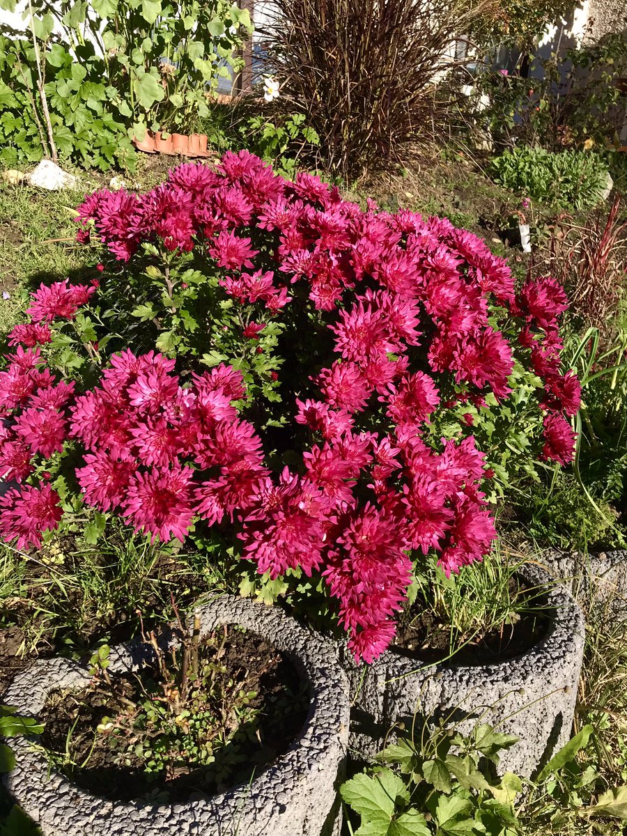 So, der Gehweg ist entmoost, da leuchten die Blümchen gleich noch intensiver. Trotz Nachtfrost blühts und blühts und blühts...🥰