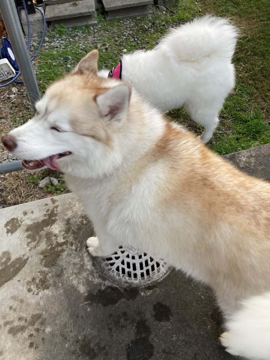 yuki_mao's tweet photo. モフモフもふもふモフモフもふもふ×100おけつ〜〜〜〜！
サモエドちゃんとワンプロして楽しかったの 
わんわんお https://t.co/S6I70IcISm