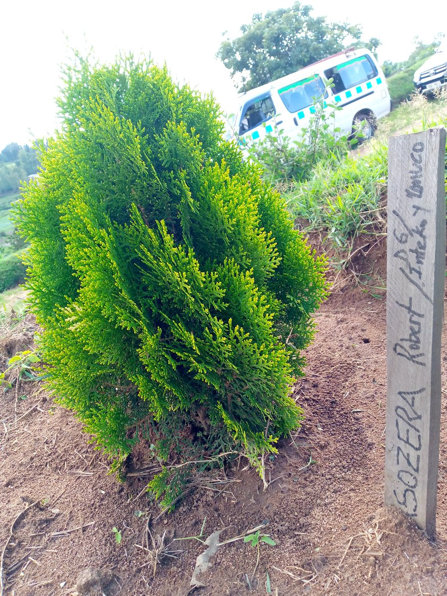 I was surprised by this amazing plant planted by DG <a href="/MasozeraRobert/">Robert Masozera</a> of <a href="/IntekoyUmuco/">Inteko y'Umuco | Rwanda Cultural Heritage Academy</a> thank you so much for this unforgettable memory i really appreciate🙏 this is lovely!!!❤️❤️

📷:@uwase111