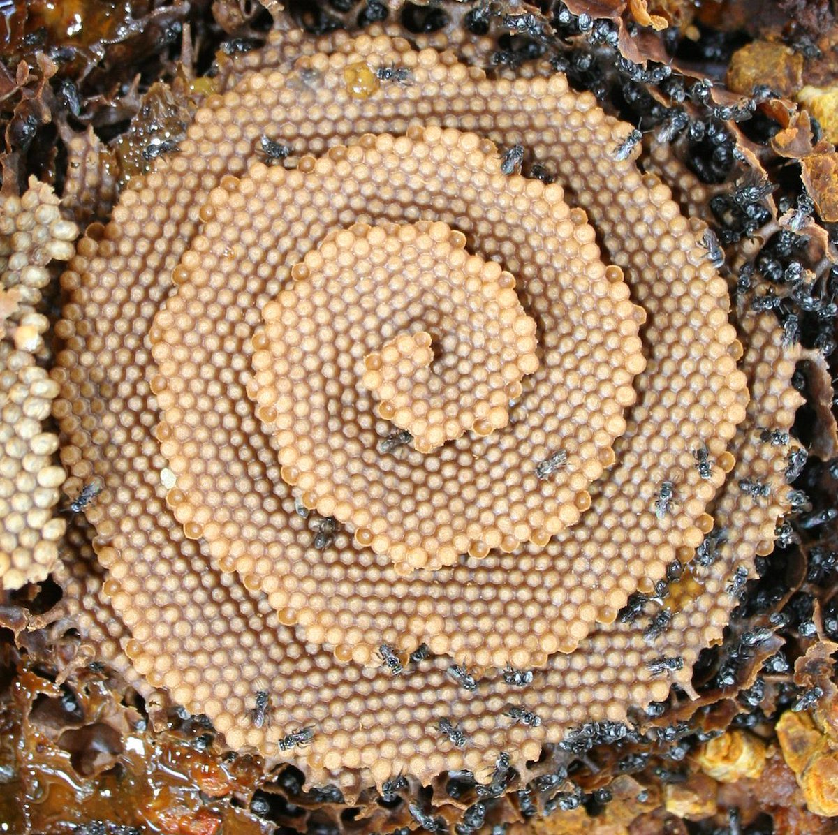 samrujlok's tweet photo. #สถาปนิกจิ๋ว Sugarbag bees ผึ้งขนาดเล็กไม่มีเหล็กใน อาศัยอยู่ในเขตร้อนของประเทศออสเตรเลี�� เปรียบเหมือนสถาปนิกแห่งโลกของสัตว์ จากความสามารถการสร้��งรังให้มีลักษณะคล้ายก้นหอยเป็นเกลียวตามเข็มนาฬิกา ส่วนในประเทศไทยเรียกผึ้งที่คล้ายกันนี้ว่า ชันโรง มีการค้นพบพันธุ์ชันโรง 23 ชนิด https://t.co/XNCamrTHAn