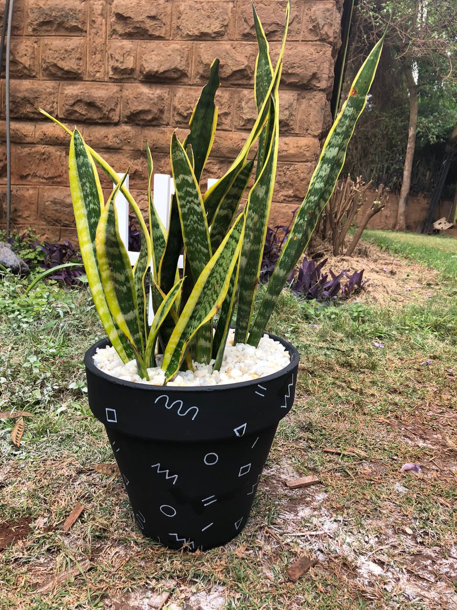 lialijoseph's tweet photo. My wife would turn the least plant-ey person into a fan.

And what honor it was to jump in the party with some woodwork on the stand!

4000/= for the whole set.

IG: islasplantsandthings_ke
WhatsApp: 0726475480

#LiaLi’S https://t.co/mYQfROQdZK