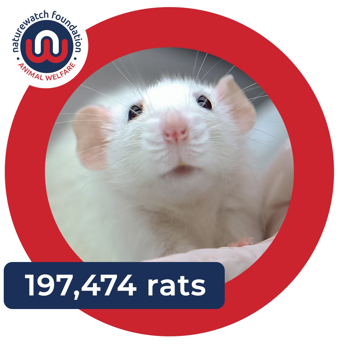 Naturewatch_org's tweet photo. In 2021, a whopping 3,056,243 procedures were carried out on animals in the UK, including 197,474 on rats.π
More investment is needed in #NonAnimalMethods to replace regulatory #AnimalTesting.
Ask our government to finally #CallTimeOnAnimalExperiments -
https://t.co/bJeGGAg85n https://t.co/Ti12AHw7Y9