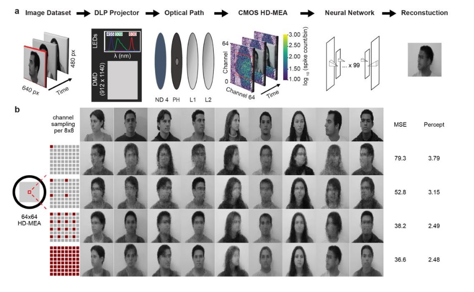 3Brain's tweet photo. Amazing #preprint from Benster T. et al., using our #BioCAM X to bring the #future ever closer.
They recorded murine #retinal ganglion cell firing to reconstruct facial images using #CNNs, a first in decoding complex #sensory nerve signaling.
➡️ https://t.co/U2bxyeZcrO https://t.co/1Ybg9hlKIS