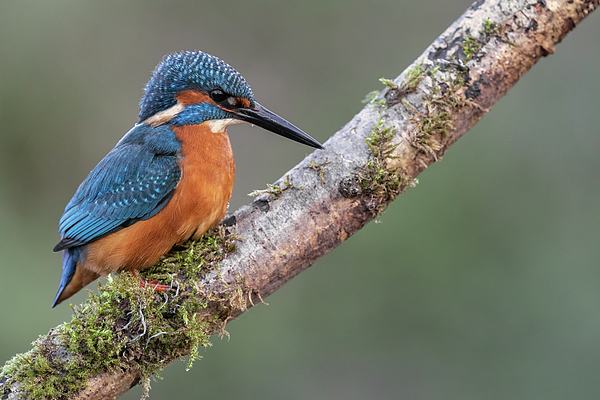 New artwork for sale! - "Fisher King - 6" - fineartamerica.com/featured/fishe… @fineartamerica