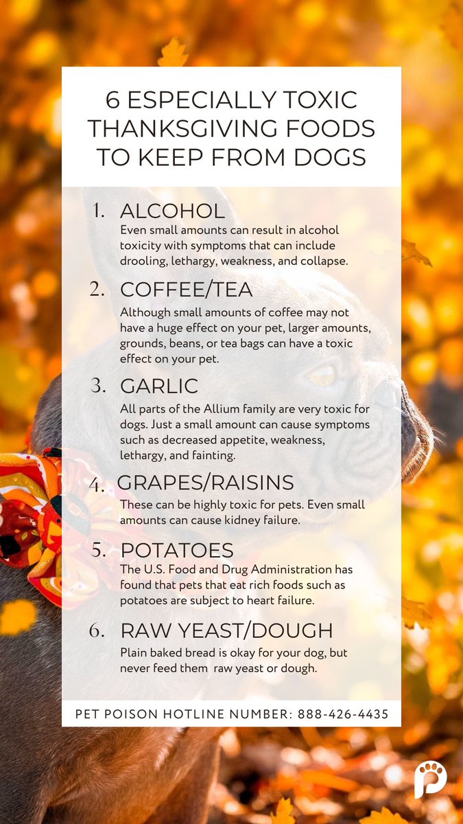 If at any point during your Thanksgiving weekend or in general, you notice that your pet is displaying symptoms caused by intaking a toxic food, call your vet or the Pet Poison Hotline immediately. We hope you and your family have a wonderful holiday season!