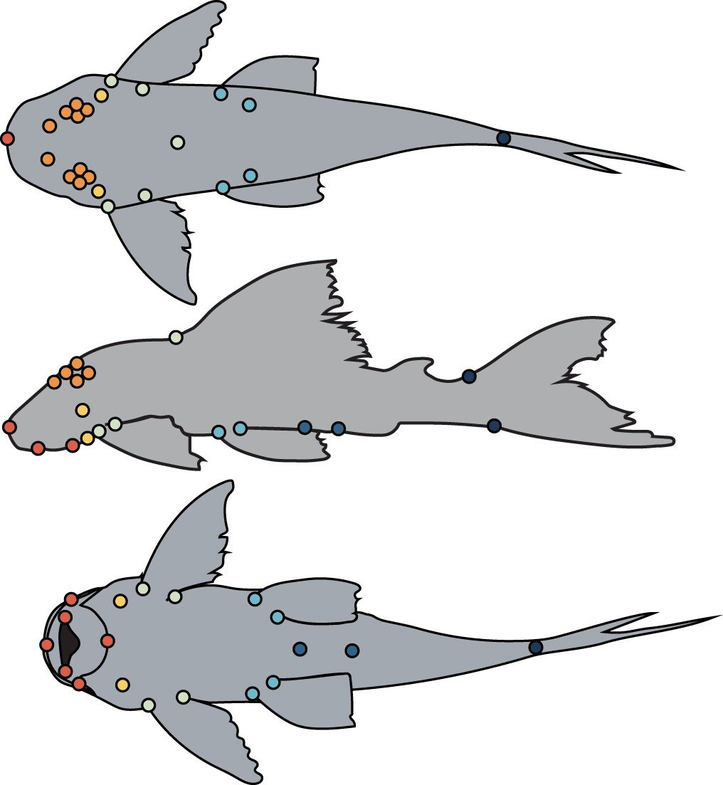 My dissertation's final chapter is now in <a href="/royalsociety/">The Royal Society</a> #OpenScience! We hypothesized that the head and post-cranial body could evolve independently in armored catfishes due to functional constraints. Turns out, we were WRONG! (1/3) royalsocietypublishing.org/doi/full/10.10…