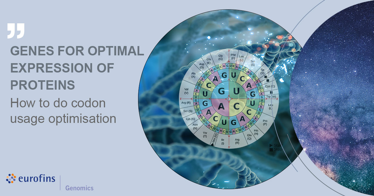 Genes for optimal protein expression: How is codon usage optimisation best done for heterologous expression? Learn how the GENEius tool will optimise and improve your #gene at the-dna-universe.com/2022/07/21/gen… #genomics #TheDNAUniverse #codonusageoptimisation #genesynthesis